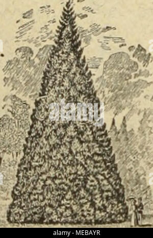 . Gartenkunst sterben. Extra starke Park-n. Alleebäume auf weite Entfernung verpflanzt. = grosse Coniferen (Taxus>^s 4 m hoch). == Starke Ziergehölze und Sträucher. - Hochstämmige u. niedrige Rosen. - Pflanzen für moderne Hecken und Gärten. Man verlange illustrierten Katalog. Bei grösserem Bedarf und Wagonladung Vorzugspreise. G. Fr" ah. im, Baumschulen, Elmshorn in Schleswig-Holstein. Stockfoto
