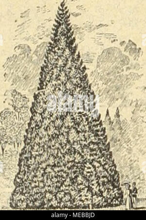 . Gartenkunst sterben. Extra starke Park-u. Alleeliäume auf weite Entfernung verpflanzt. - Grosse Coniferen (Taxus bis 4 m hoch). - Starke Ziergehölze und Sträucher. - Hochstämmige u. niedrige Rosen. - Pflanzen für moderne Heclien und Gärten. - -, -, Man verlange illustrierten Katalog. --========^" Bei grösserem Bedarf und Wagonladung Vorzugspreise. G. Fr" Alim, Baumschulen, Elmshorn in Schleswig-Holstein. Stockfoto