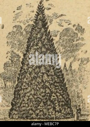 . Gartenkunst sterben. Extra starke Park-n. Alleebäume in weiti; liitrernung verpflanzt. = grosse Coniferen (Taxus bis 4 m hoch). Starke Ziergehölze und Sträucher. - Hochstämmige u. niedrige Rosen. - Pflanzen für moderne Hecken und Gärten. Man verlange illustrierten Katalog. Bei grösserem Bedarf und Wagonladung Vorzugspreise. G. FpAlinn, Baumschulen, Elmshorn in Schleswig-Holstein. Stockfoto