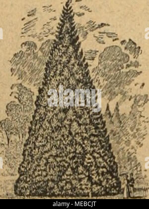 . Gartenkunst sterben. Extra starke Park-u. Alleebäume auf weite Entfernung verpflanzt. == Grosse Coniferen (Taxus bis 4 m hoch). ^ = Staike Ziergehölze und Sträucher. - Hochstämmige u. niedrige Rosen. - Pflanzen für moderne Hecken und Gärten. =^- Mann verlange illustrierten Katalog. ========== Bei grösserem Bedarf und Wagonladung Vorzugspreise. G. FX> a>]: xmL, Baumschulen, Elmshorn in Schleswig-Holstein. Ssrottensteine zur Anlage von Felsenpartien, Ruinen, Grotten, Wasserfällen, Lourdes - Grotten, Wintergärten, Wand- und Decken-Be-Kleidung-, Weg-, Zuckerrüben-, Gräber-Einfassungen. naturbolz Qdrienmöbel Bänke, Se Stockfoto