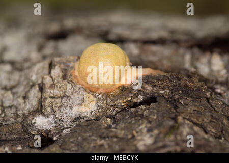 Slime mold Stockfoto