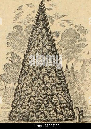 . Gartenkunst sterben. Extra starke Park-u. Alleebäume auf weite Entfernung verpflanzt. = grosse Conifcrcn (Taxus bis 4 m hoch). = Starke Ziergehölze und Sträucher. - Hochstämmige u. niedrige Rosen. - Pflanzen für moderne Hecken und Gärten. Man verlange illustrierten Katalog. Bei grösserem Bedarf und Wagonladung Vorzugspreise. G. Fr> alxna., Baumschulen, Elmshorn in Schleswig-Holstein. Stockfoto