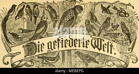 . Gefiederte Welt. Für beitfifirift SBogcUteWiaber,-- SWti unb = $ Ã ¤ nJ) Ier. 33 ieii eftcUim (bind) Iebe 53 u^:^ niibluiig, joroic jebc'l^ oflaiiftalt. ^ pvciÃ ¤ ¤ uieitfliÃ hvlid) 3 Zwerg. iBJÃ¶ d^^ eine Dtiimmev eiitlid. .0 e V a II Ã¤ g c g c 6 e 11 u o n^Dr.^^. arl Jlii ficitimg: 33 eilin, Ã¶ eUeQllinuccftvajjc 81 ni. 3 [u3 cigcn roeibeii Bic gfjpaltciie^ ctitjcile mit 25 Pfg. bevccfjiiet unb SeftfUuugeii in berÃrpebitiou imb SRebaftion entgcgcngeiiommeii. Â"r. 32. Jlttgbcburg, Ã¶ rit!{. : Xiigiirt 1889. Xviii. Jaljrgang. BV?"''^^ rÃ¤te rraSbruifl mmtrid) Äh - ArigiuaC ArliScr ift oÃne? N Stockfoto