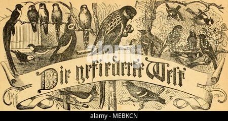 . Gefiederte Welt. acitfdjvift für 3 Sterben?) ogcllieliJ ttbcr, Mijkx uuö 4 SuMet^ erau^ tjcgebcu von Ir. larr lu |.nSH &Amp; WILDIilFE SElWICa abtgang Rittet,^^* SSnliii, 1874. Souiä® erj (i) cl SSerlagöbudjt^ anblung. Stockfoto