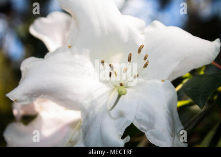 Grosse schöne weiße Blume Makro. subtropische Pflanze Stockfoto