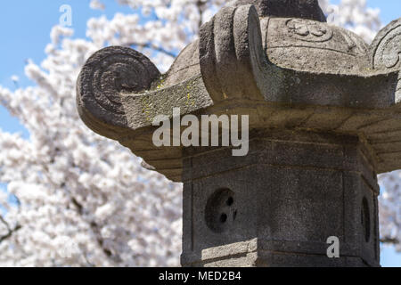 Japanische Laterne durch Kirschblüten im Peak bloom entlang der Tidal Basin, Frühjahr 2018, Washington, DC, USA umgeben. Stockfoto
