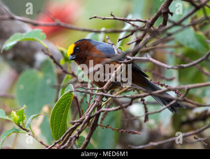 Eine schöne Plushcap (Catamblyrhynchus diadema) Auf den Ästen in den Bergen der Sierra Nevada de Santa Marta, Kolumbien, Südamerika thront. Stockfoto