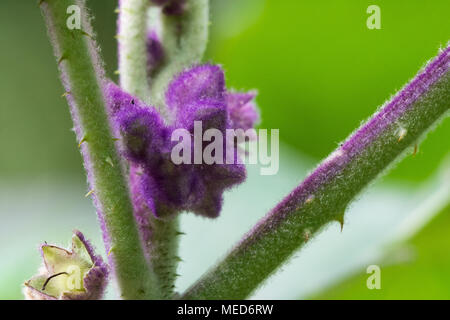 Blütenknospen in lila Haaren bedeckt. Sierra Nevada de Santa Marta, Kolumbien, Südamerika. Stockfoto