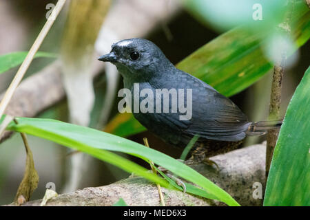 Eine seltene endemische Santa Marta (Scytalopus Tapaculo sanctaemartae) in den Wilden. Sierra Nevada de Santa Marta. Kolumbien, Südamerika. Stockfoto