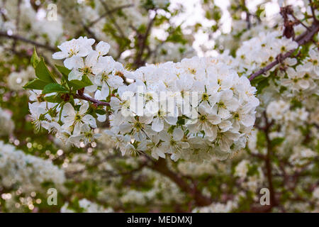 Detailansicht der Baum apple Blüten mit set Sonne im Hintergrund Stockfoto