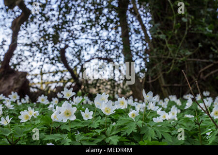 Teppich von blühenden Buschwindröschen in Bedelands Nature Reserve, West Sussex Stockfoto