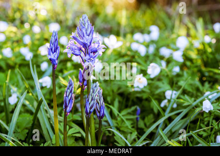 Angehende Bluebell unter blühenden Buschwindröschen blendend in der Abendsonne in Bedelands Nature Reserve, West Sussex Stockfoto