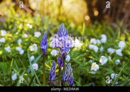 Angehende Bluebell unter blühenden Buschwindröschen blendend in der Abendsonne in Bedelands Nature Reserve, West Sussex Stockfoto