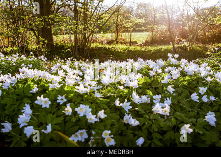 Schönen blühenden Buschwindröschen im sanften Abendlicht Aalen in West Sussex Stockfoto