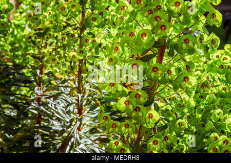 Euphorbia Martinii x blendend in hellen Frühlingssonne Stockfoto