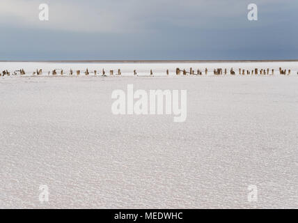 Der See ist mit einer dicken Schicht aus Salz bedeckt. Die Reste des hölzernen Pfähle ragen aus dem Boden. Stockfoto