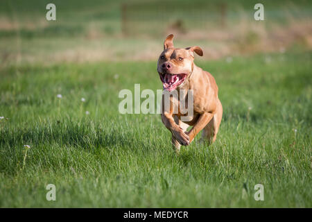 Die Pit Bulldog läuft auf einer Wiese an einem sonnigen Frühlingstag Stockfoto