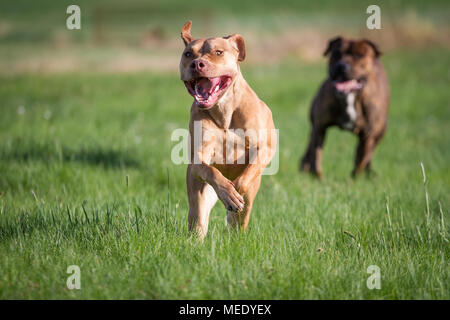 Die Pit Bulldog läuft auf einer Wiese an einem sonnigen Frühlingstag Stockfoto