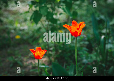 Zwei rote und orange Tulpen mit grünem Hintergrund Stockfoto