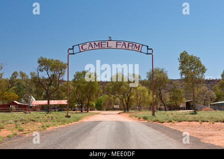 Camel Farm am Stuart Highway, südlich von Alice Springs. Stockfoto