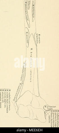 . Die beschreibenden und topographische Anatomie des Menschen. 133. Das rechte Oberarmbein, Humerus, von vorne, mit den Muski lansätzen. Stockfoto