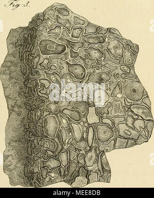 . Dendrolithen in Beziehung stand Zusatzger&aumlte Bau Sterben: mit zwanizig Steindrucktafeln. d&AMP;S'vtZäs,^: r^ia.^ i/. Stockfoto