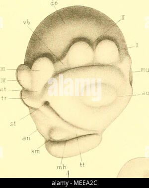 . Die Cephalopoden, I. Teil. fU&gt; rt H' rri^i/ms2/"' Stockfoto
