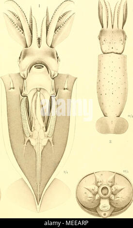 . Die Cephalopoden, I. Teil. Stockfoto