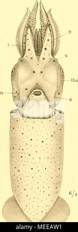. Die Cephalopoden, I. Teil. Stockfoto