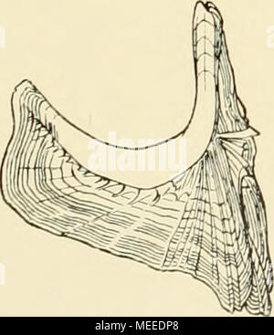 . Die Beteiligung Deutschlands an der internationalen Vollständigen: Jahresbericht. o Stockfoto