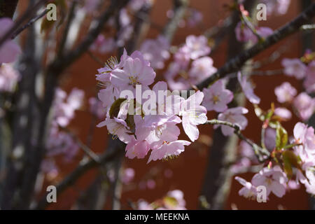 Nahaufnahme Blick auf Kirschblüten im Frühling im April Stockfoto