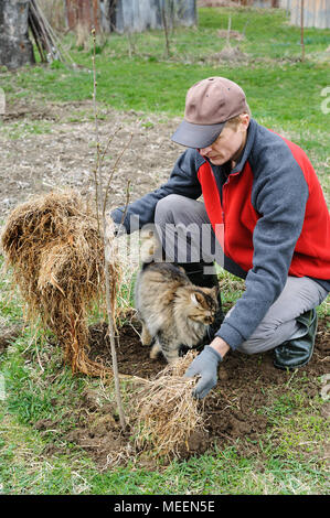 Arbeit in einem Garten. Ein Mann legt eine Heu um einen Baumstamm. Neben ihm ist eine Katze. Stockfoto