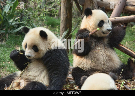 Riesenpandas Bambus an der Chengdu Panda Forschungs- und Aufzuchtstation in Chengdu, Sichuan, China essen Stockfoto