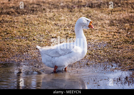 Weiße Gänse auf der Weide am Teich im Dorf im Frühling Stockfoto