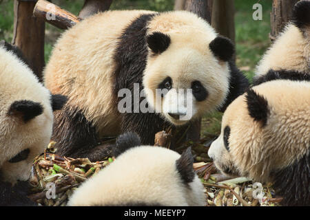 Riesenpandas Bambus an der Chengdu Panda Forschungs- und Aufzuchtstation in Chengdu, Sichuan, China essen Stockfoto