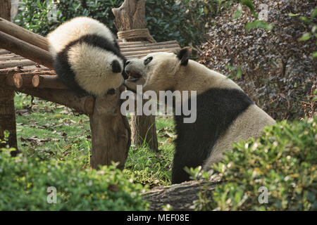 Mutter Panda und Cub an der Chengdu Panda Forschungs- und Aufzuchtstation in Chengdu, Sichuan, China Stockfoto