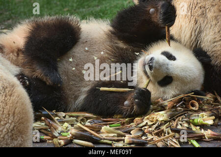 Panda Bambus an der Chengdu Panda Forschungs- und Aufzuchtstation in Chengdu, Sichuan, China essen Stockfoto