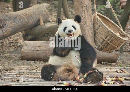 Panda Bambus an der Chengdu Panda Forschungs- und Aufzuchtstation in Chengdu, Sichuan, China essen Stockfoto