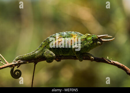 Jacksons gehörnten Chamäleon, Uganda Stockfoto