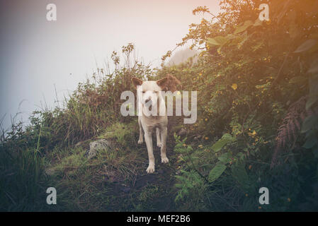 Ein glückliches Asien Hund ist keuchend und lächelte, als er draußen auf einem Spaziergang im Wald ist. Stockfoto