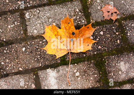 Herbst Ahorn Blatt auf die Pflasterung Platte. Stockfoto