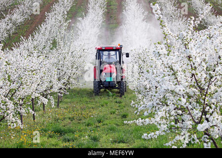 Traktor sprays Insektizid im Cherry Orchard Landwirtschaft Stockfoto