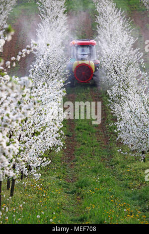 Traktor sprays Insektengift in Obstgarten Landwirtschaft Stockfoto