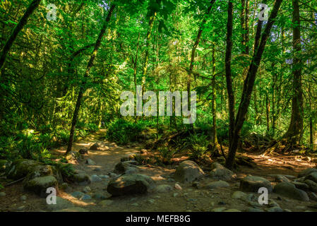 Lynn Canyon Park in Vancouver Stockfoto