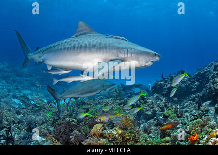 Tigerhai (Galeocerdo cuvier) mit Live sharksucker oder schlanken Echeneis naucrates sharksucker (), Bahamas Stockfoto