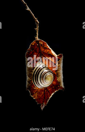 Eine weiße lippig Schnecke, Cepaea hortensis, Zuflucht in einem toten Dornbusch Blatt. North Dorset England UK Stockfoto