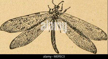 . Sterben forstinsekten Mitteleuropas. Ein Lehr- und Handbuch. B ABB. 25. Myrmeleo formicarius L. EINE Dove ("ameisenlöwe") Vergr., B Imago ("Landhbelle''). oder dadurch befördert, dass der Ameisenlöwe Sand und Steinchen in die Höhe schleudert, welche das Opfer treffen und es beim Herabrollen mitreißen, oft auch Partien der Trichterwand zum Herabgleiten bringen. Das Herabstürzende Opfer wird sofort von den zu-sammenklappenden Mandibeln der räuberischen Dove erfaßt und ausgesaugt, die leeren Hüllen werden dann wieder herausgeschleudert. Als SSeutetiere kommen hauptsächlich in Ameisen - Tracht Stockfoto