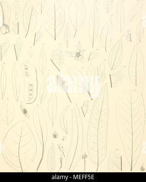 . Die fossile Flora von Leoben in der Steiermark. u;"; y Jl' ich. j: l Fj: i1,; i;.: I.-Icerpaleoaimpcsliv. ? Cchtdivs imrlilUroluiso('../wiiin IcoHA Mmieiwssvi/Inti/a.J M. europuea. 6 Min./cffriMa. '/' J/EJ-Dinmrc. Soiiuis KijcrUw. Ili (hridiiii slirinm. II l'lrivaimi (Initirnliilii. Ist/ixypiw. s PTI/riMiis. I.") Po/mo iiaiiii (iciisis. 2 ir^l fassiapscmhilandiilosd. L> 2-24 C. Fcmiiac.'l') C. ZcpImi. W Pislacia Pciliico-Lrnlisnis J/lh Usus Pdlaro-Lal Hiiiiiiiii. "^8. W.liRnilliiis Ipolliiüs. , W Sopiwra ciiropmilil hihicohhiiim tiioslriihriyriisr. : N> (' (lUisIr niflpliyllm (Mr (Ri (iliiw.lU: milypliis Ihmli. s Stockfoto