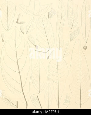. Die fossile Flora von Leoben in der Steiermark. iiin. ÜrmklieiTti. SckeifcsWeijPfesiilii/^ Faliophylliini monlmum. 2-5 Acer decipiens. 6 A rlioinbifbliuw. 7,8 A. aiifjusfilolmw.!) Tiliu Milltri. 10 Celdstro - pbvllum vewsuin. 11 Sapindiis faicifoliiis. 12,13 S. iiioskenbenjciisis. 1^1 Cissus Iti/jilblia. /J EiicjctlumUin Brong-niarlii. 16 'Bonibax criiarf/i/ialiiin. 17 Eroiiymus - Herlliae. 18,19 E. divcrsiloliiis. Denkschriften d. k. Akad. d.W. mafh. naturw. Classe irV'. Bd. l. Ablh Stockfoto