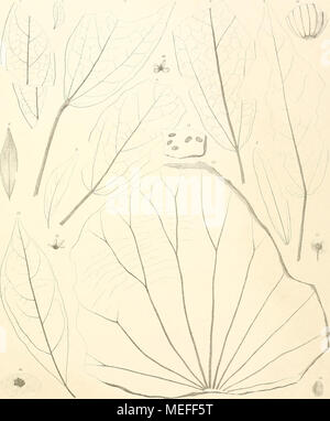 . Die fossile Flora von Leoben in der Steiermark. Lilli". Druck biTh Sckieidet des Lln. hmhjm I, n Slerculia laiiring. 2-6 S. cinminwmea. 7 Loranllms pivtogacus. 8. B L. Paleo Exmlvpli - 10.11 Telraphris - iiiiimla. 12 Uhr "vmphaeu fharpenlieri. 13 Muinbiiim Buchii. 14 Äpcibopsis Haidiiiqeri. 15 DödonacaaiilupiaKIHimea Tilaniae. 18 Prunus Palaco (erasiis. Denkschriften d. k. Akad. d.W. math. nalurw. Classe WFL. Bd. l. Abth. Stockfoto
